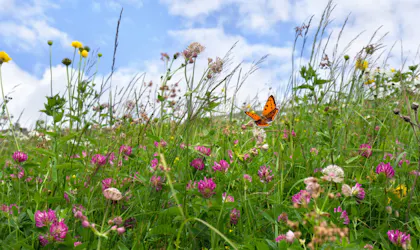 Blomstereng