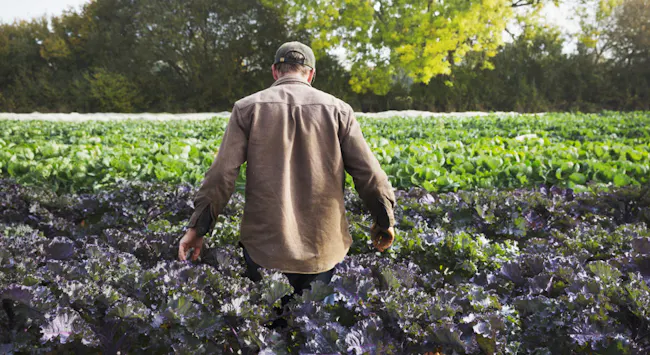 A man walking through a field full of growing crops on a small farm.
