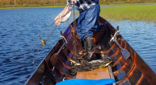 Person drar garn fra båt på elv med vidde i bakgrunnen.